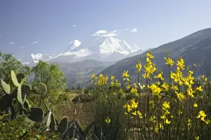 Andes Mountain Prints: Cactus and bush with yellow flowers, snow-capped Andes Mountains in distance