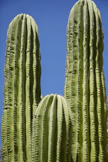 Succulent Prints: Cactus. Cabo San Lucas, Mexico