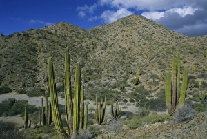 Prickly Prints: Cactus, Cardon Cactus, endemic, Island Santa Catalina, Baja California, Mexico
