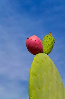 Cactus in the desert, Peru