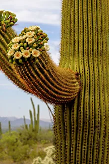 Cactus flowers, Arizona