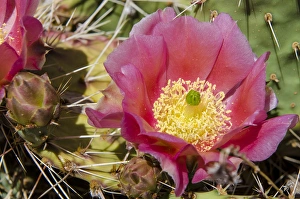Images Dated 5th June 2013: Cactus flowers, Capitol Reef National Park, Utah, USA