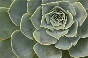 Images Dated 29th January 2010: Cactus pattern