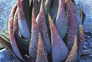 Images Dated 26th February 2008: Cactus, San Diego Zoo, San Diego, California, US