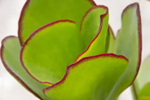 Images Dated 10th September 2018: Cactus. Swakopmund, Erongo Region, Namibia