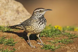 Cactus wren