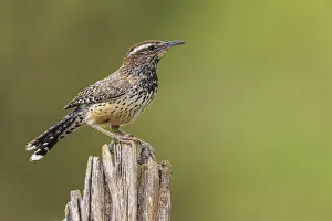 Images Dated 12th October 2021: Cactus wren
