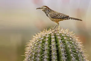 Cactus Wren at the Arizona Sonoran Desert Museum in Tucson, Arizona, USA