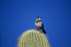Images Dated 19th October 2007: Cactus Wren, Campylorhynchus brunneicapillus, adult on Saguaro cactus, Tuscon, Arizona