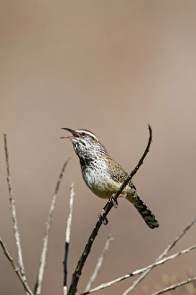 Images Dated 1st April 2015: Cactus Wren (Campylorhynchus brunneicapillus) adult calling