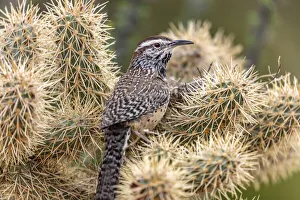 Nesting Prints: Cactus Wren nest building in teddy bear cholla at the Arizona Sonoran Desert Museum in