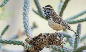Cacti Prints: Cactus wren singing, USA, Arizona