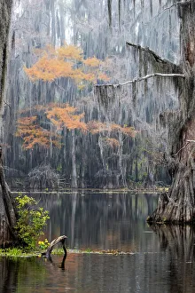 Red River Prints: Caddo Lake, Texas