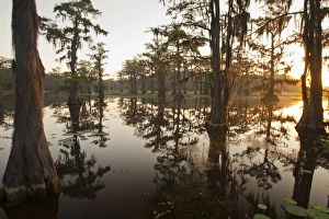 Aquatic Prints: Caddo Lake, Texas at sunrise