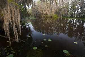 Images Dated 6th May 2012: Caddo Lake, Texass largest natural lake