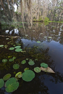 Fresh Water Prints: Caddo Lake, Texass largest natural lake