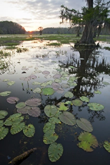 Fresh Water Prints: Caddo Lake, Texass largest natural lake at sunrise