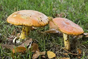 Fungi Gallery: Caesars mushrooms (Amanita caesarea)