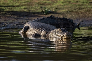 Pantanal Prints: Caiman in the Cuiaba River, Pantanal, Brazil