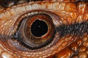 Images Dated 4th April 2022: Caiman lizard close-up of eyeball