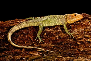 Caiman Lizard, Dracaena guianensis, Native to Northeastern South America
