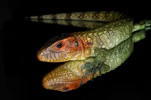 Immature Prints: Caiman lizard reflected on glass