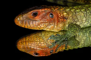 Caiman lizard reflected on glass