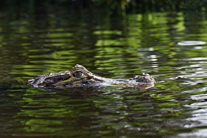 Pantanal Prints: Caiman, Pantanal, Brazil