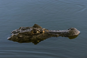 Pantanal Prints: Caiman, Pantanal, Brazil