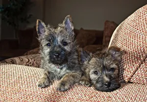 Sweet Prints: Two Cairn Terrier puppies lying on a tan couch