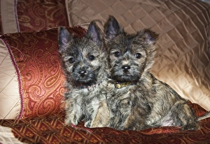 Sweet Prints: Two Cairn Terrier puppies sitting together on a bed with red and tan fabric