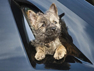 Sweet Prints: A Cairn Terrier puppy coming through a shinny black surface