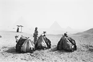 Cairo Egypt, Camel Jockeys Giza Pyramids (NR)