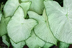 Caladium Prints: Caladium leaves