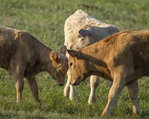 Central Florida Prints: Calfs playing around, Sumter County, Florida