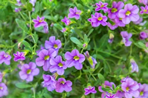 Calibrachoa, Million Bells, USA