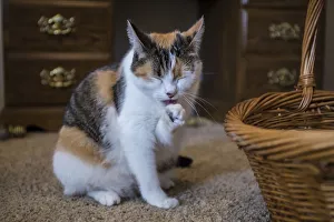 Janet Horton Prints: Calico cat cleaning her paw by licking it. (PR)