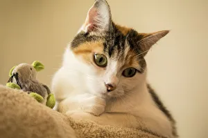 Copy Space Prints: Calico cat with her favorite mouse toy. (PR)