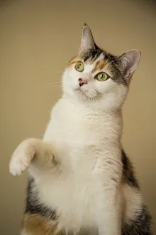 Prints of Calico cat getting ready to swat at a toy. (PR) Images Dated 2018 December: Calico cat getting ready to swat at a toy. (PR)