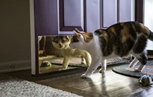 Prints of Calico cat looking at her reflection in the door. (PR) Images Dated 2018 December: Calico cat looking at her reflection in the door. (PR)
