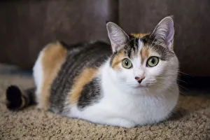 Cute Prints: Calico cat relaxing on a carpeted floor. (PR)