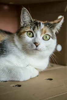 Staring Prints: Calico cat relaxing inside of her cardboard box hiding place. (PR)