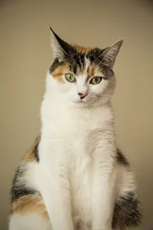 Prints of Calico cat sitting. (PR) Images Dated 2018 December: Calico cat sitting. (PR)