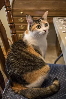 Calico cat wondering if she will be allowed to stay on the chair she has just hopped up Calico cat wondering if she will be allowed to stay on the chair she has just hopped up