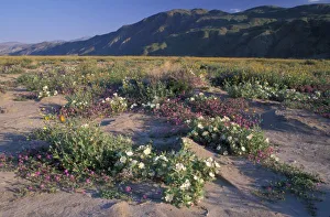 Evening Primrose Prints: Califorinia, Anza-Borrego