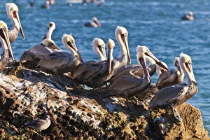 Images Dated 26th November 2010: California brown pelicans (Pelecanus occidentalis), Avila Beach, California USA