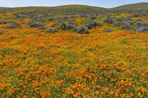 High Desert Prints: California. A carpet of California poppies blooms amidst other wildflowers in
