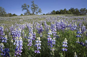 Images Dated 19th April 2012: California Central Coast