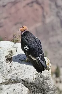 Images Dated 21st July 2007: California Condor, Gymnogyps californianus, South rim of the Grand Canyon, Grand