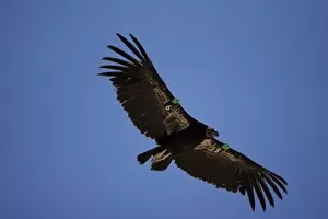 Images Dated 24th May 2006: California Condor, Gymnogyps californianus, soaring overhead in Arizona, USA